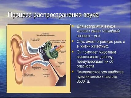 Ухо и слух 9 класс презентация