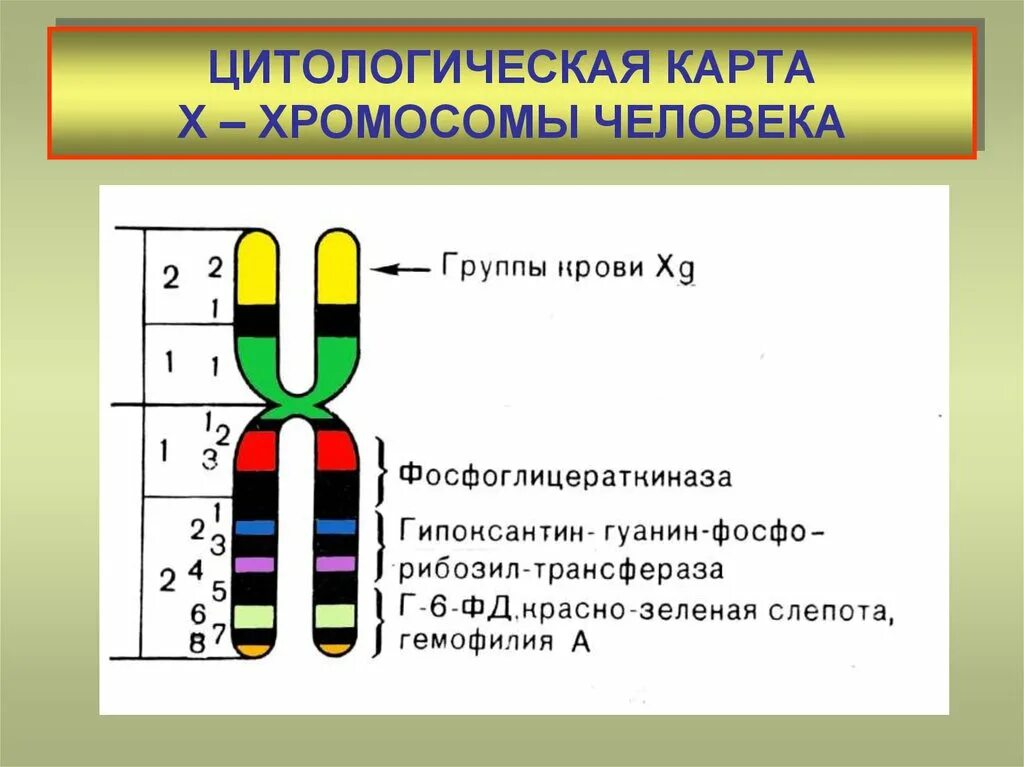 Цитологические карты хромосом. Хромосомная карта 1 хромосомы человека. Генетические карты хромосом. Карта хромосом человека генетика. Кольцевая 4 хромосома