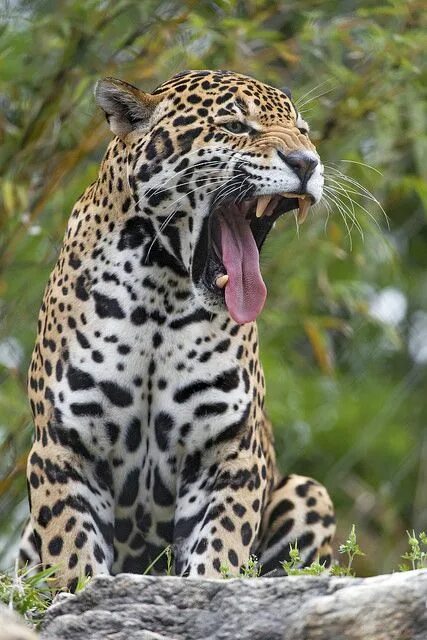RIP Orson Beautiful cats, Puma pictures, Big cats