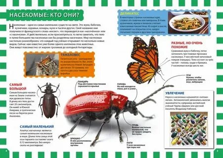 Кто такие насекомые