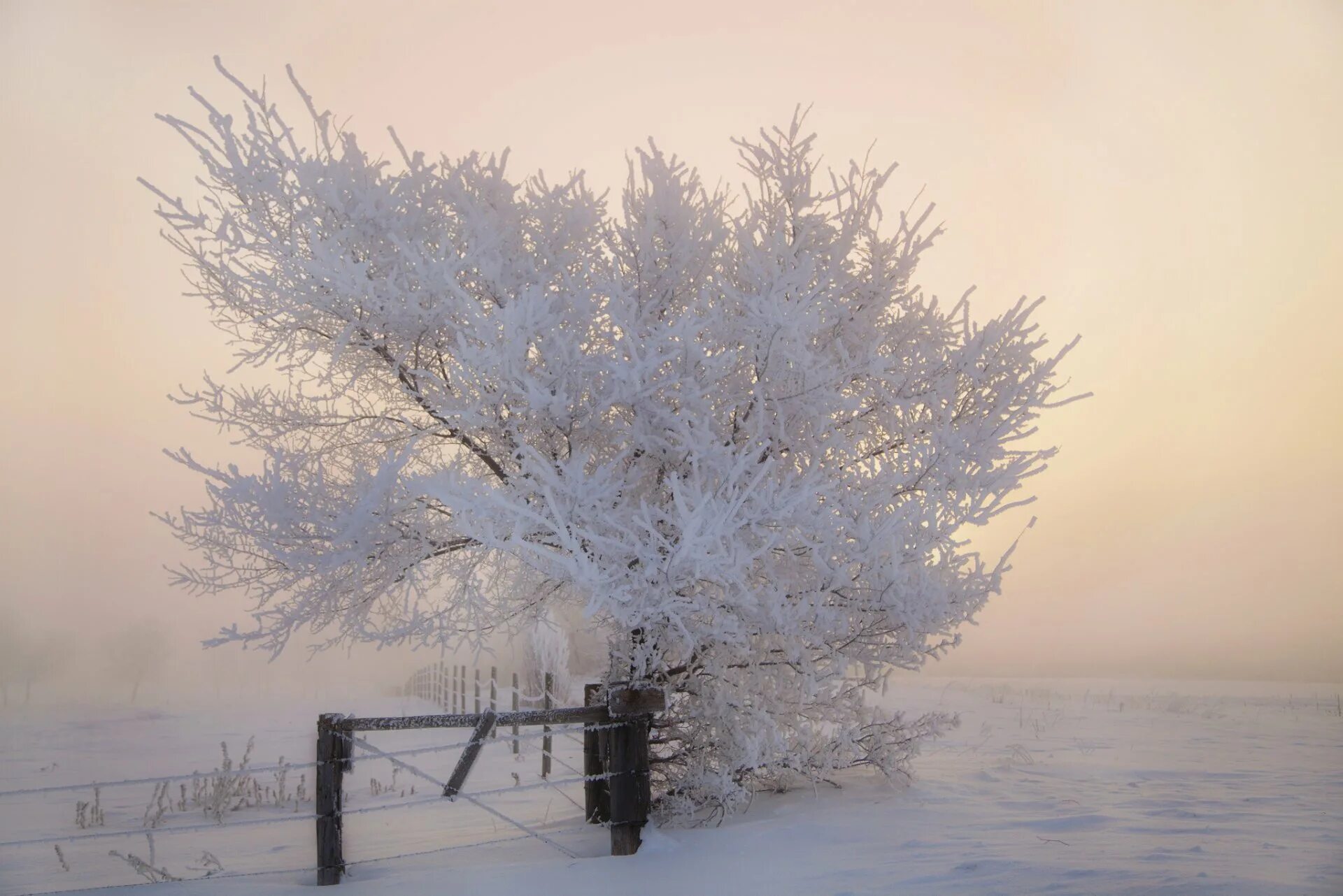 Утро зима картинки. Иней на деревьях. Снежное утро. Морозные деревья. Иней покрыл деревья.