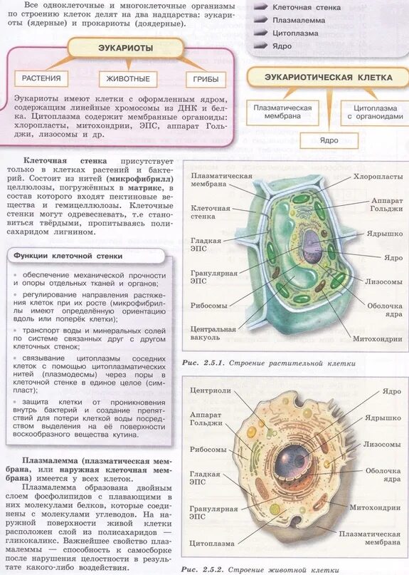 Растительная клетка название органоидов. Функции органоидов клетки таблица ЕГЭ. Выписать функции органоидов клетки. Органоиды клетки ЕГЭ. Функции органоидов растительной клетки 6 класс.