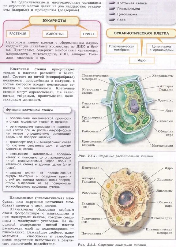 Таблица по биологии название строение функции