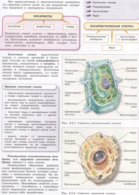 Функции органоидов клетки таблица ЕГЭ. Выписать функции органоидов клетки. Органоиды клетки ЕГЭ. Функции органоидов растительной клетки 6 класс. Таблицу органоиды эукариотической клетки