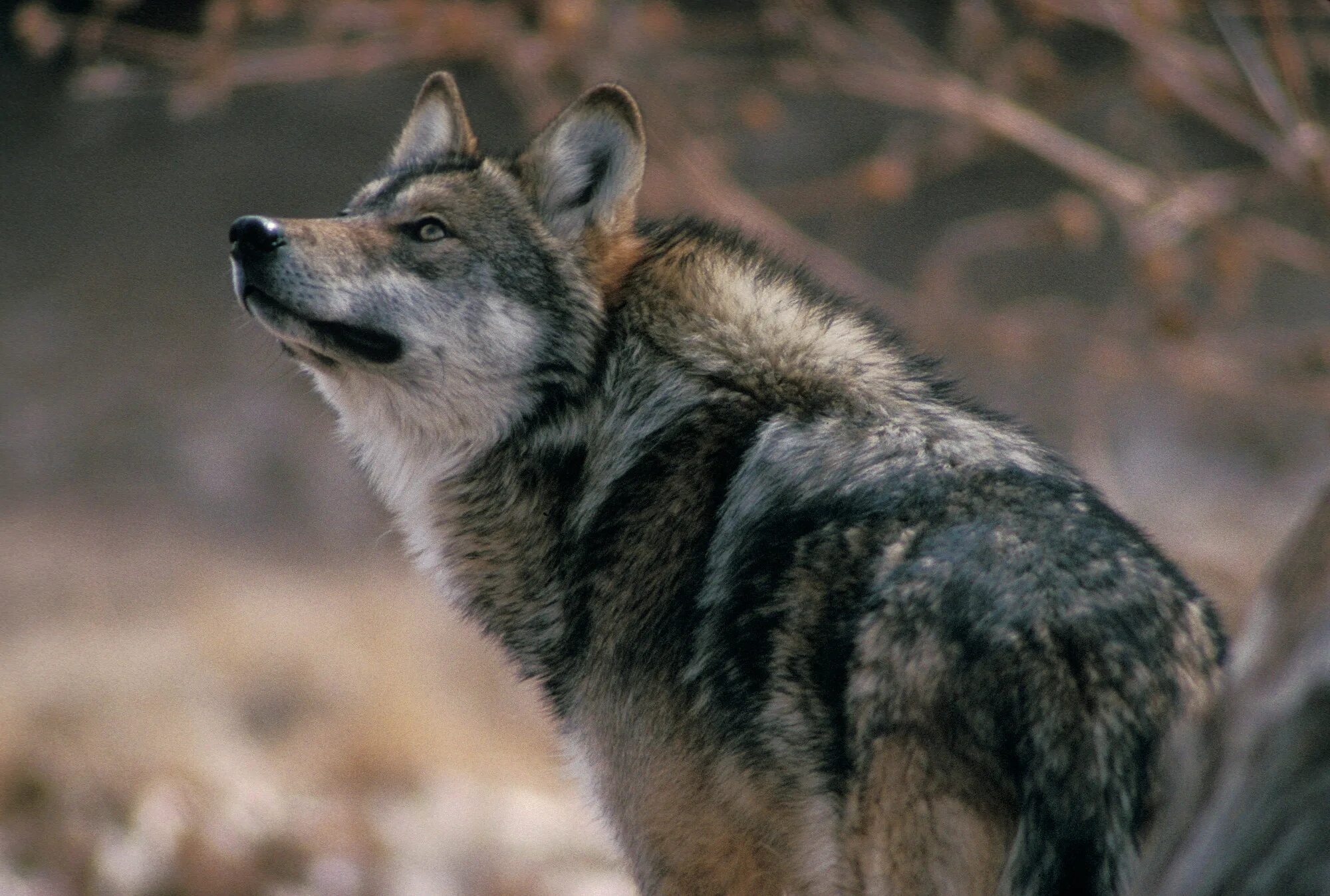 Волк canis Lupus. Макензенский волк. Волк серый обыкновенный. ВОКЛК.