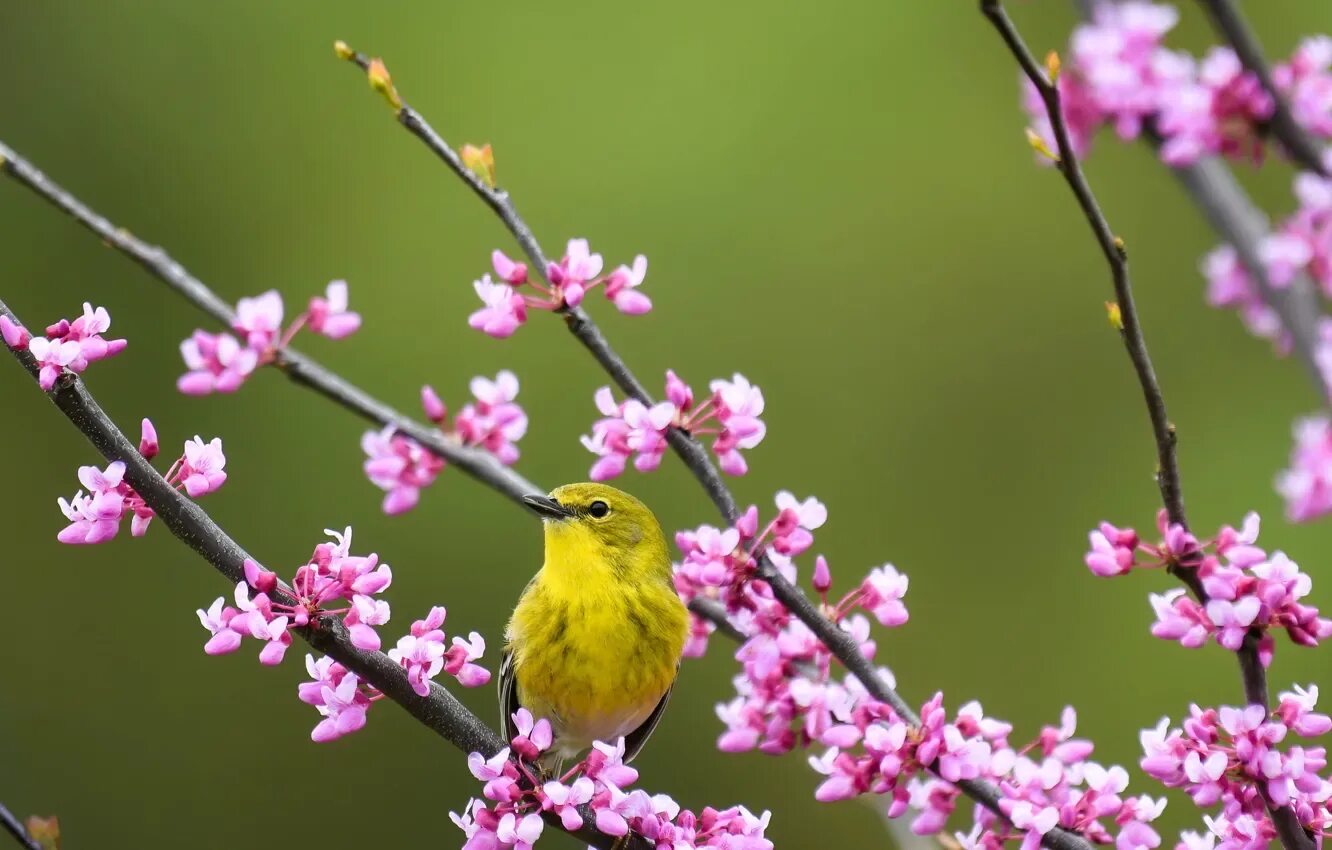 Spring animals