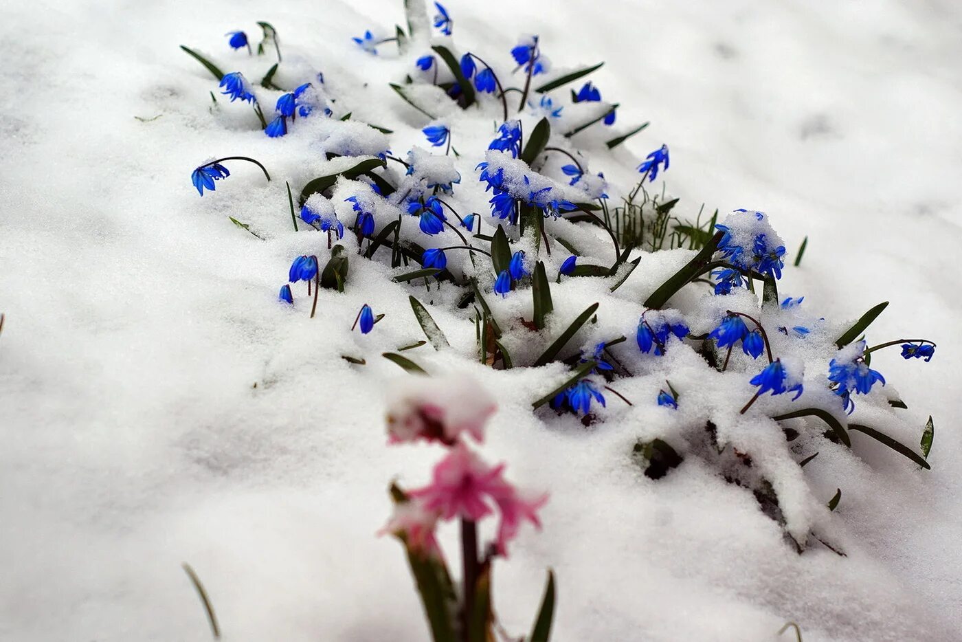 Картинки цветов в снегу. Зимние цветы. Цветы в снегу. Весенние заснеженные цветы. Голубые цветы в снегу.