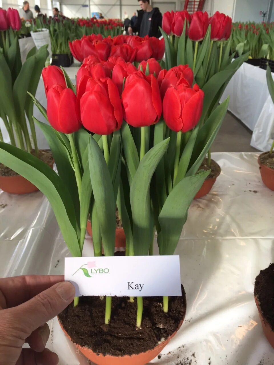 Сколько будет стоить тюльпан. Сколько будет стоить тюльпан. Окей тюльпаны. Spar тюльпаны. Почем тюльпаны.