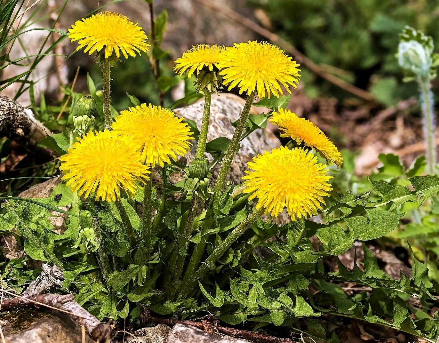 Одуванчик Taraxacum officinale. Одуванчик полевой обыкновенный. Taráxacum officinále - одуванчик обыкновенный[. Taraxacum officinale f.h.Wigg. – Одуванчик лекарственный. Какие бывают одуванчики