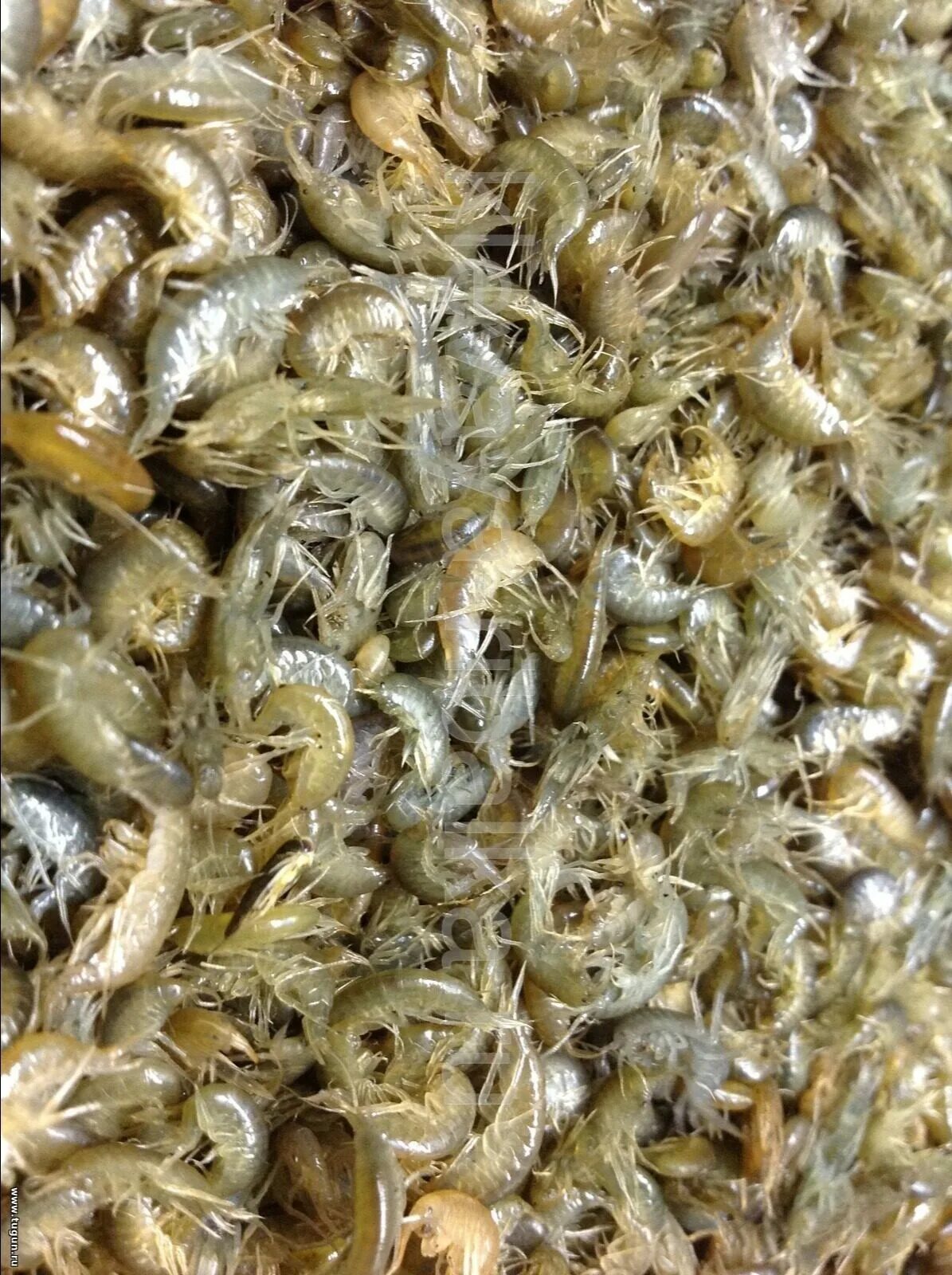 Гаммарус живой. Мормыш живой. Речной мормыш. Приманка мормыш. Мормыш.