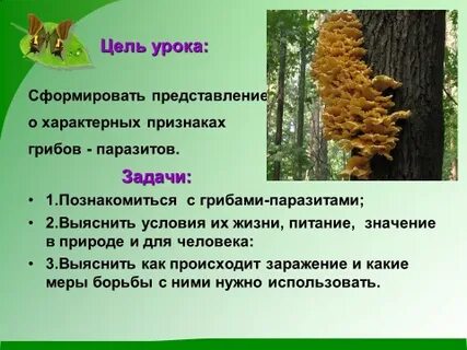 Основные пути борьбы с грибами паразитами растений