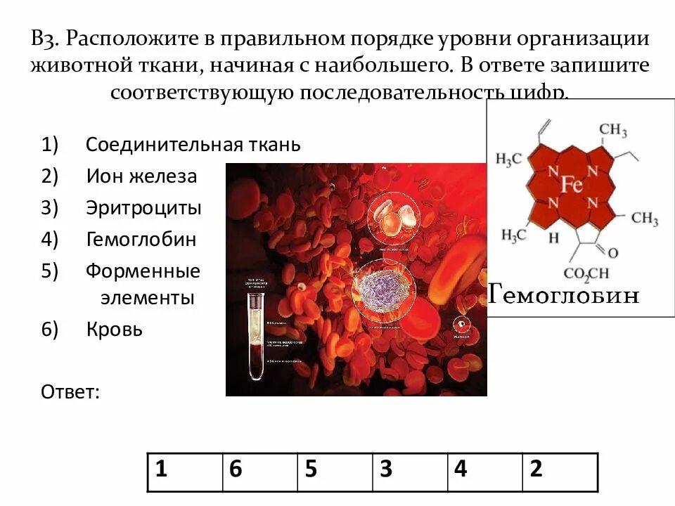 Порядке уровни организации животной ткани. Соединительная ткань кровь гемоглобин форменные элементы.