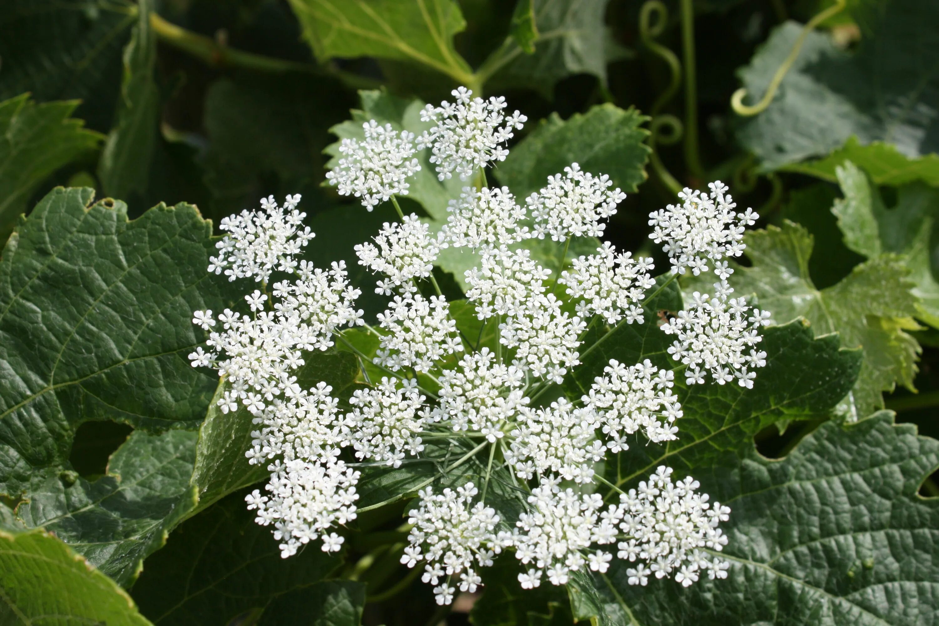 Горичник настурциевый. Queen Anne's Lace. Растение кружева королевы Анны.