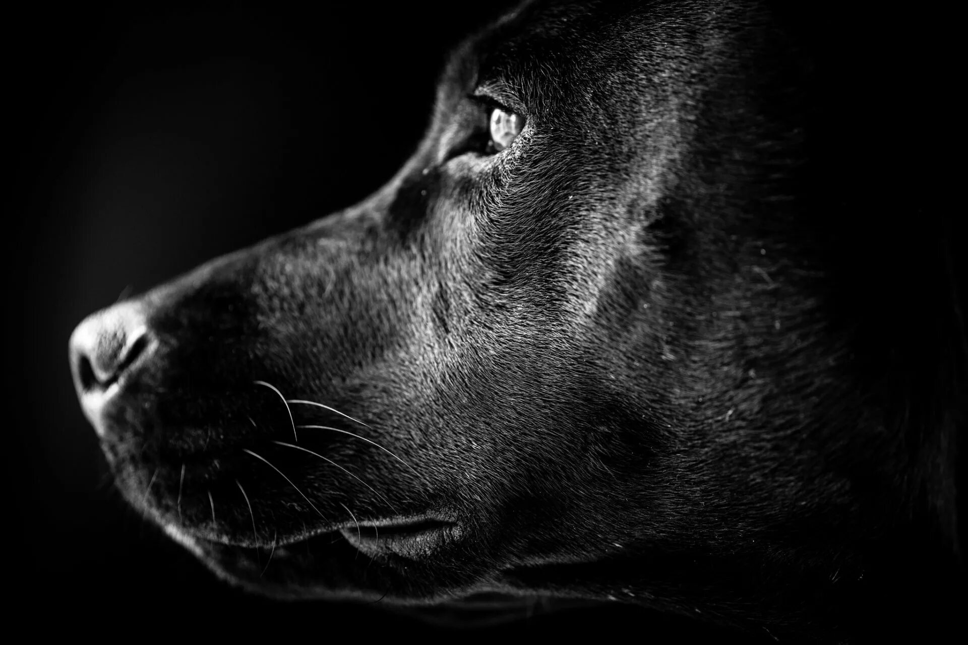 Собака на черном фоне. Черные собаки. Собака на темном фоне. Собачка на черном фоне. Сон кусают черные собаки