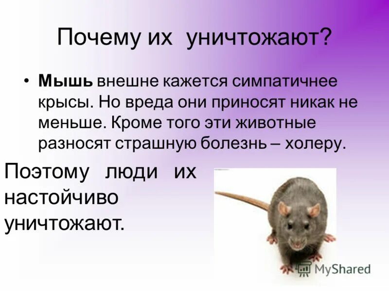 Поговорки про мышей. Игра кот и мыши. Фразеологизмы со словом слон. Наталья карпова про кошек, мышек, мишек. Мышь и муха.