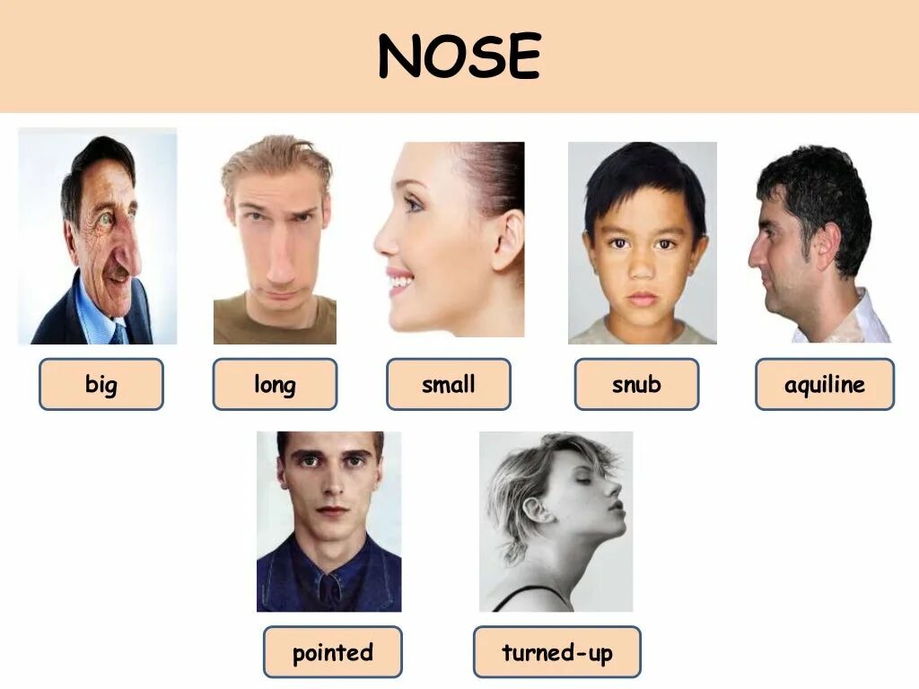 Нос перевести на английский. Нос snub. Appearance nose. Карточки внешний вид человека. Pointy nose.
