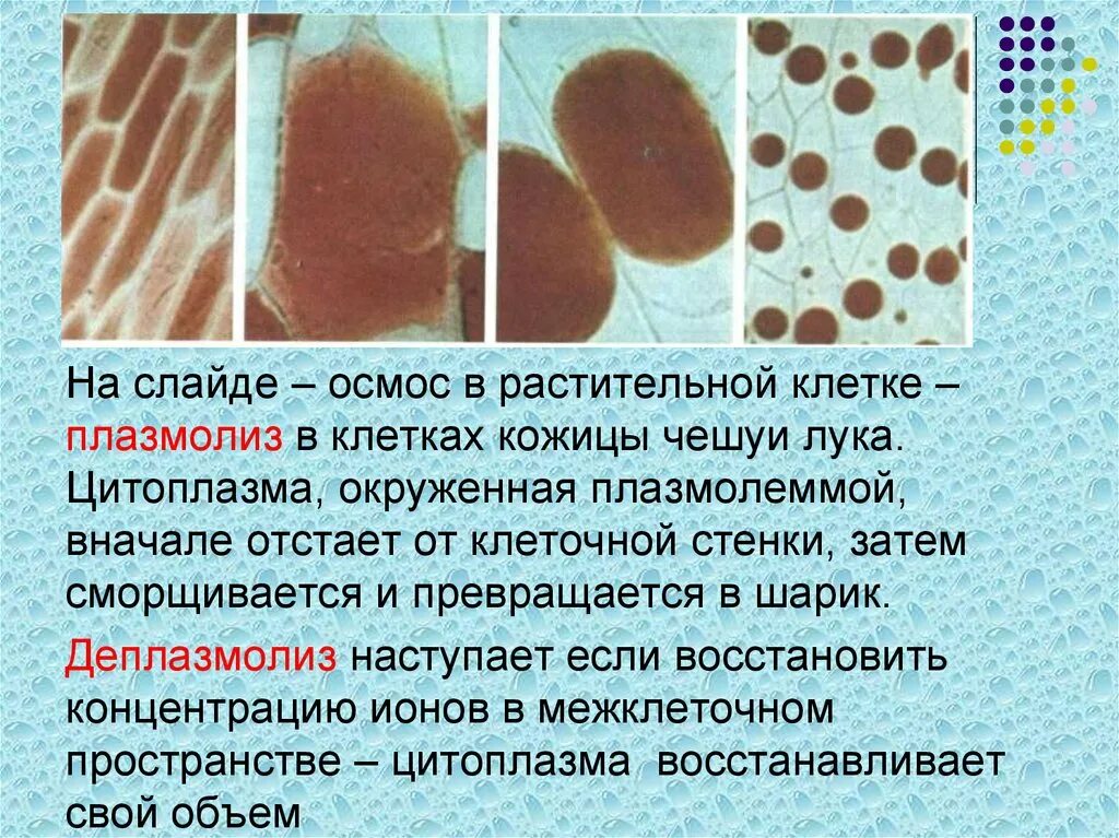 Явление плазмолиз. Осмос тургор плазмолиз деплазмолиз. Плазмолиз и деплазмолиз в клетках. Плазмолиз клетки.