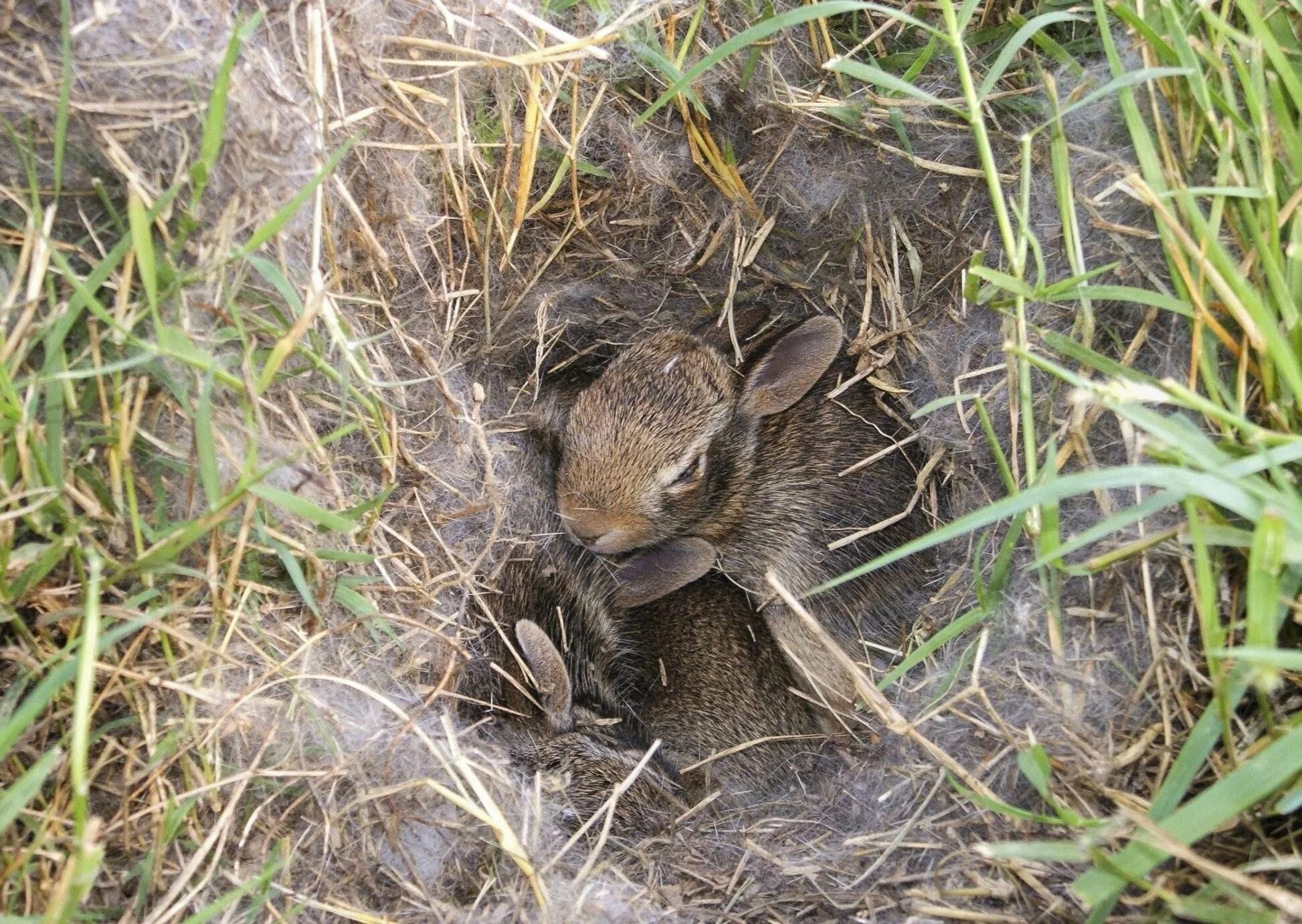 Зайцы живут под