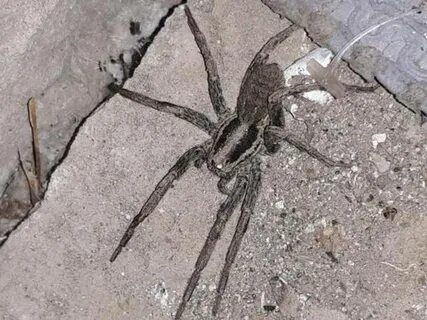 Пауки в новороссийске