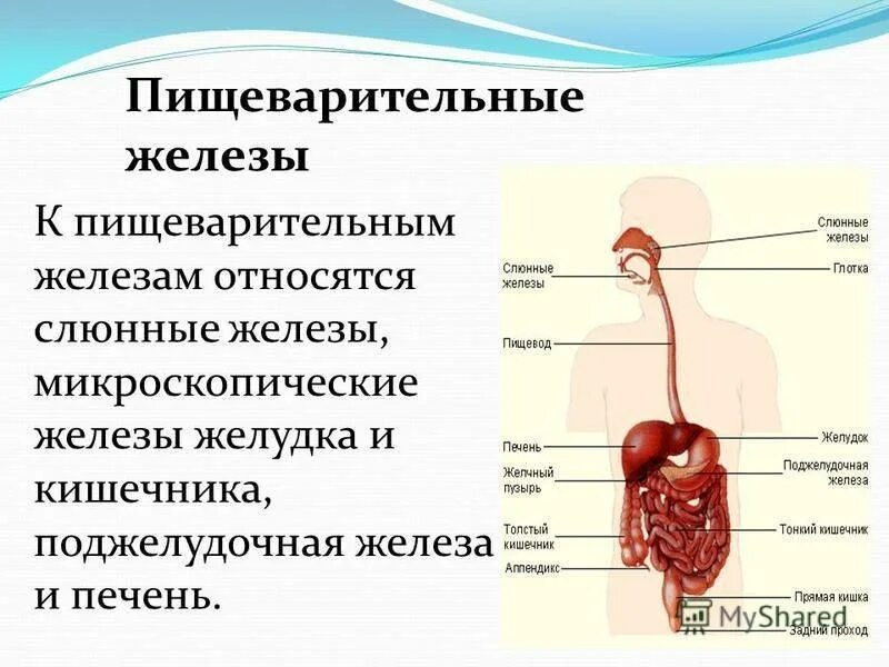 Название пищеварительной железы