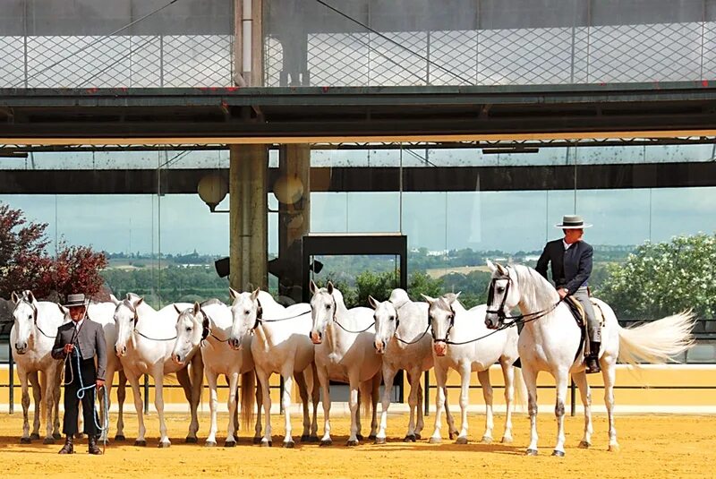московский конный завод кобылы. село хреновое воронежской области конезавод. хреновской конный завод воронежская область. конные заводы адреса. конные заводы в ярославской области.