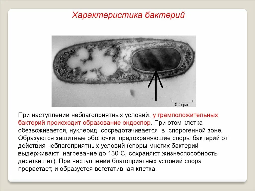 Микроорганизмы образующие споры. Строение эндоспоры бактерий. Структура споры бактерии. Строение споры бактерий. Бактерии при неблагоприятных условиях.