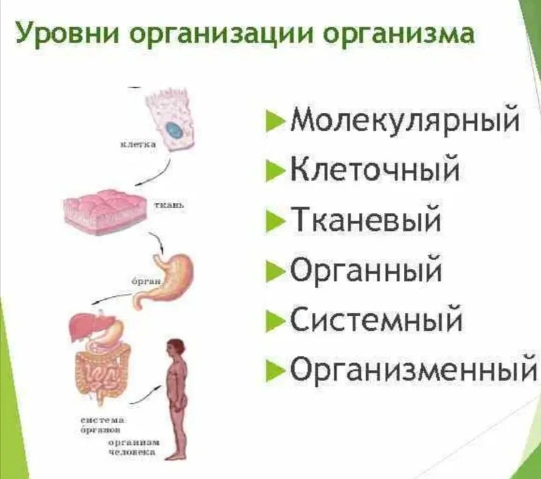 Уровень организации тела. Клетка уровни организации организма человека. Уровни организации тела человека анатомия. Уровни структурно-функциональной организации организма человека. Уровни структурной организации организма.