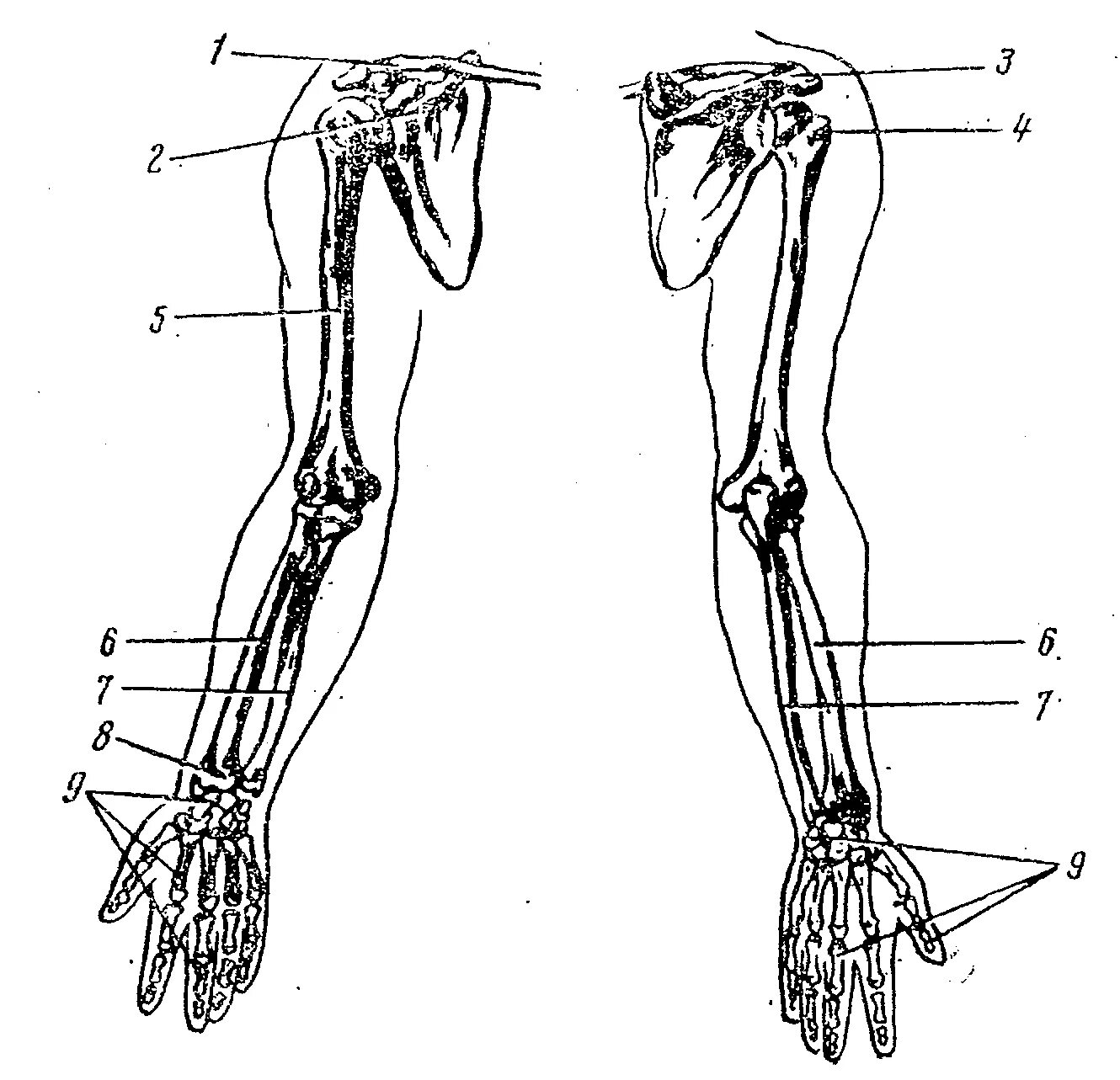Скелет верхней конечности рисунки. Плечевой пояс и скелет верхних конечностей. Скелет верхней конечности человека. Скелет конечностей верхняя конечность. Скелет верхней конечности человека схема.