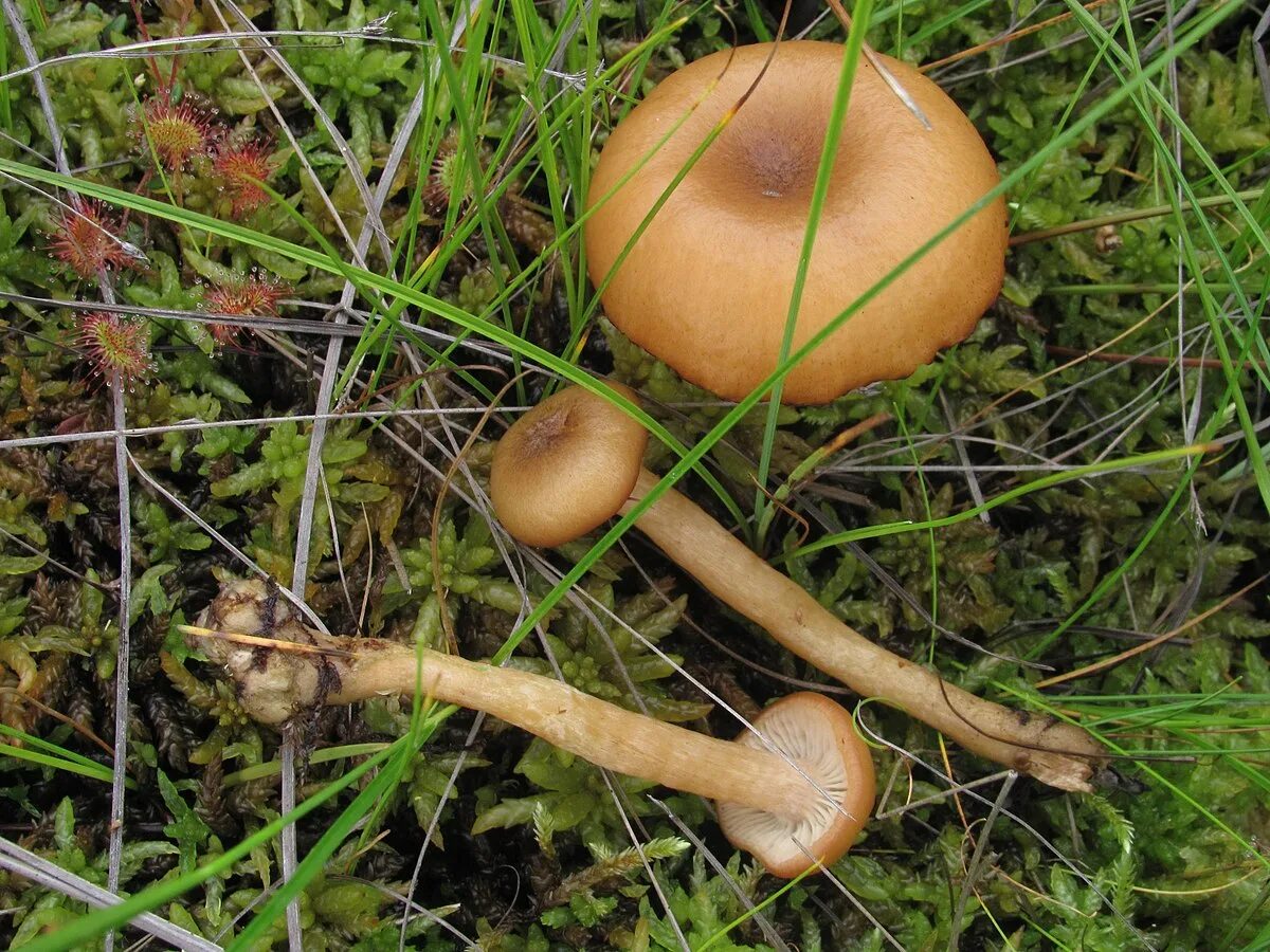 Паутинник болотный гриб. Опенок чеканный. Опенок чеканный Armillaria ectypa. Опята болотные. Болотные грибы