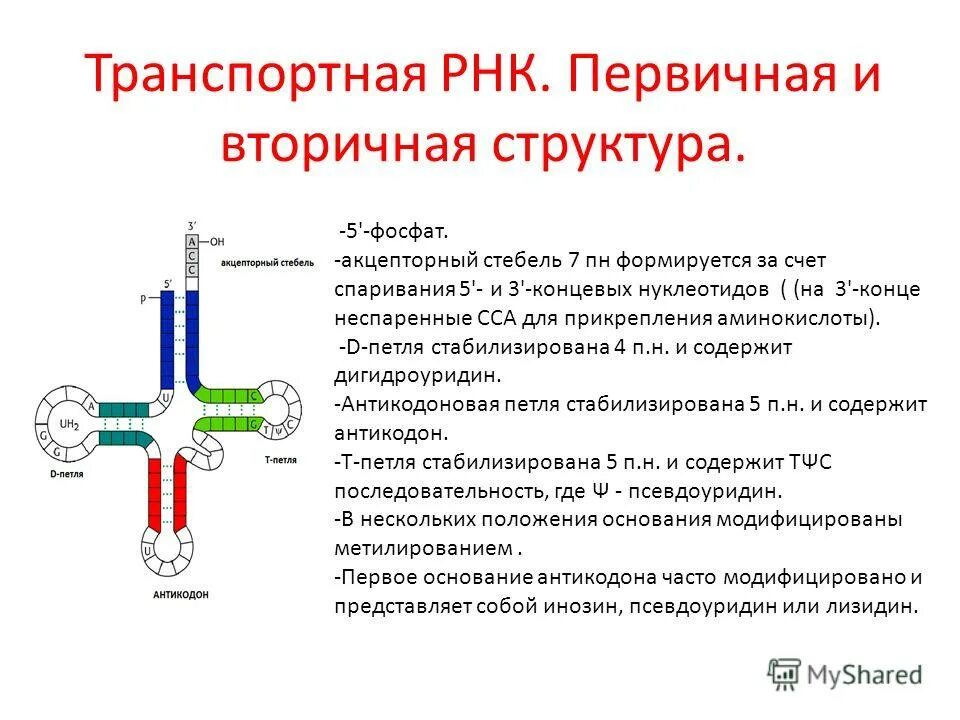 вторичная структура трнк. строение транспортной рнк биохимия. вторичная структура т рнк. первичная вторичная третичная структура т рнк. вторичная структура рнк схема.