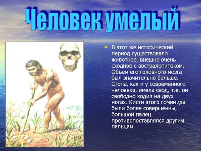 Австралопитек исторический возраст. Сообщение на тему человек умелый. Человек умелый исторический Возраст. Человек умелый период жизни. Человек умелый проект.