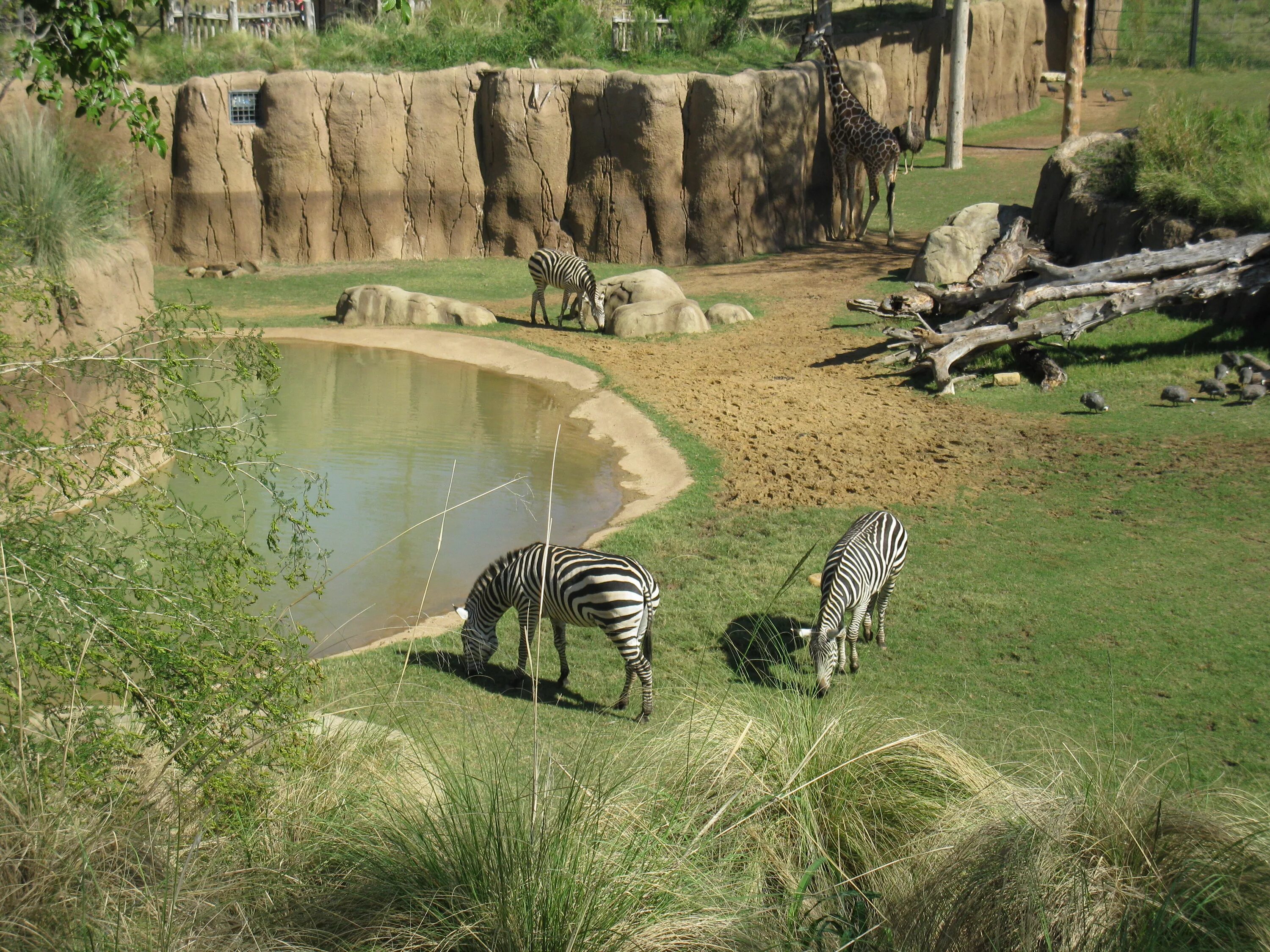 Со скольки зоопарк. Далласский зоопарк (Dallas Zoo). Биопарк Валенсия. Зоопарк Абу Даби. Майорка зоопарк.