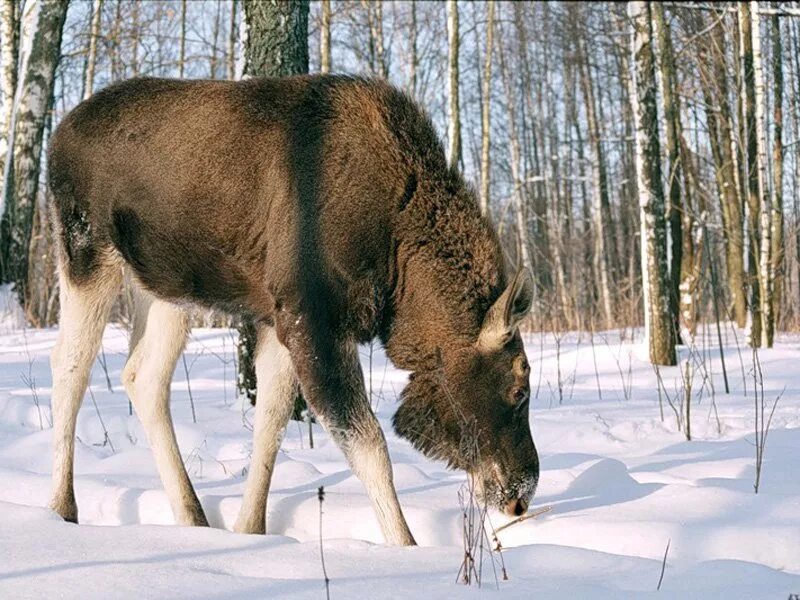 Лось кабан и волк. Охотничье-промысловые животные. Дикие промысловые животные. Дикие животные Удмуртии.