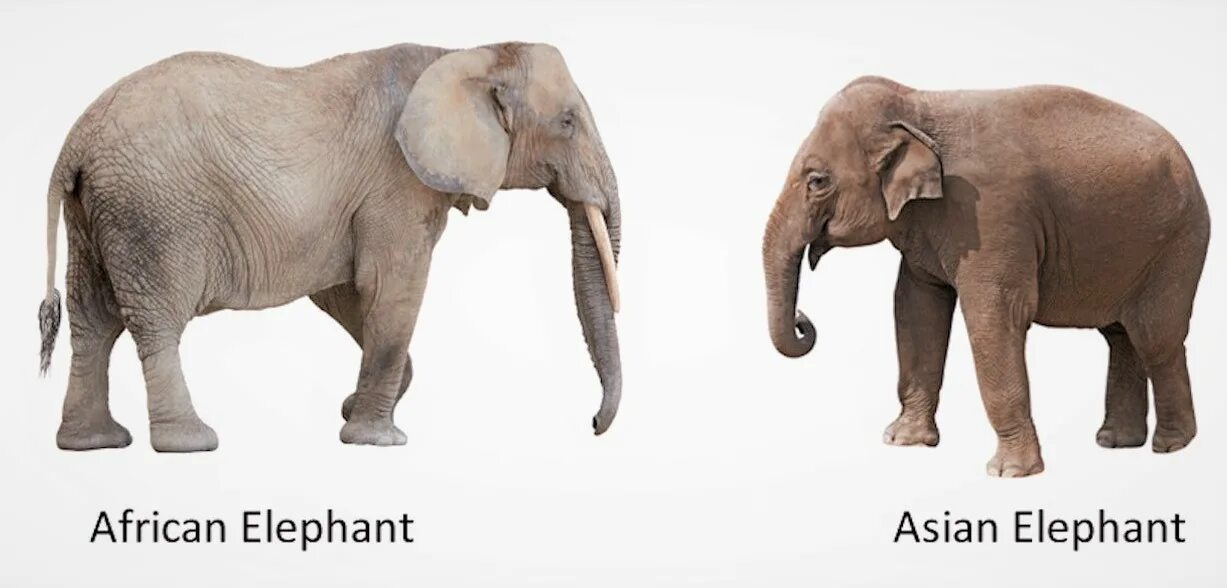 Африканский и индийский слон различия. Африканский слон и индийский слон. Индийский слон и Африканский слон отличия. Африканский слон и индийский слон сравнение. Чем отличается индийский слон от африканского 1