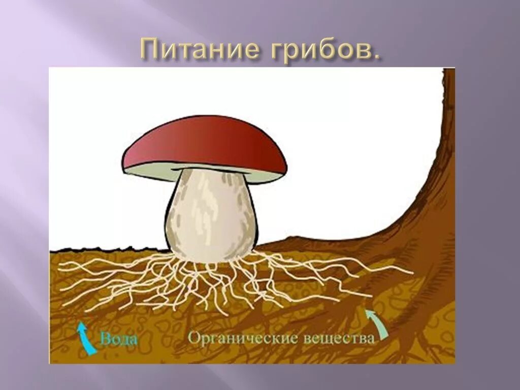 Белый гриб корень. Питание грибов. Грибница гриба. Корень гриба. Строение шляпочного гриба рисунок.