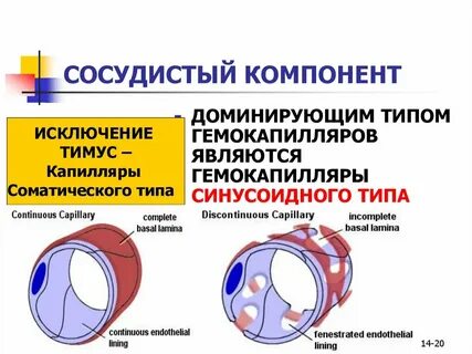 Усиление сосудистого