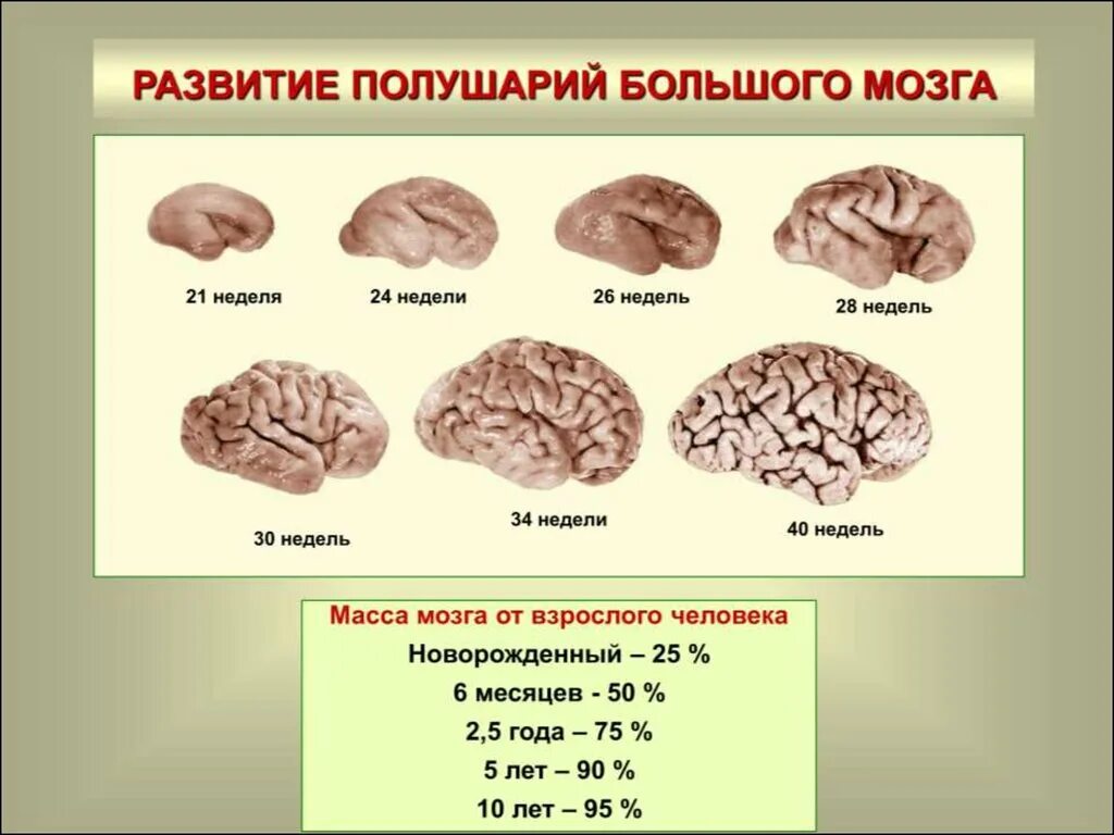 Какой вес мозга у человека