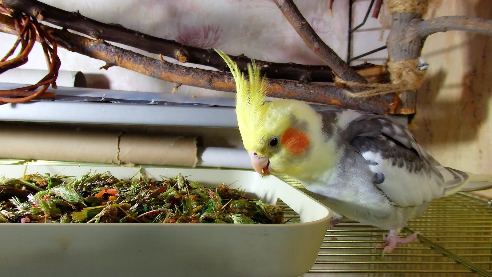 Что есть попугай корелла. Корелла питание. Гнездо для кореллы. Корелла попугай зеленый. Попугай корелла питание.