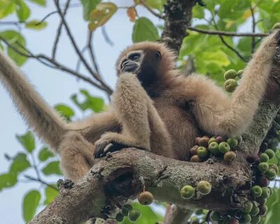 Monkey fruits