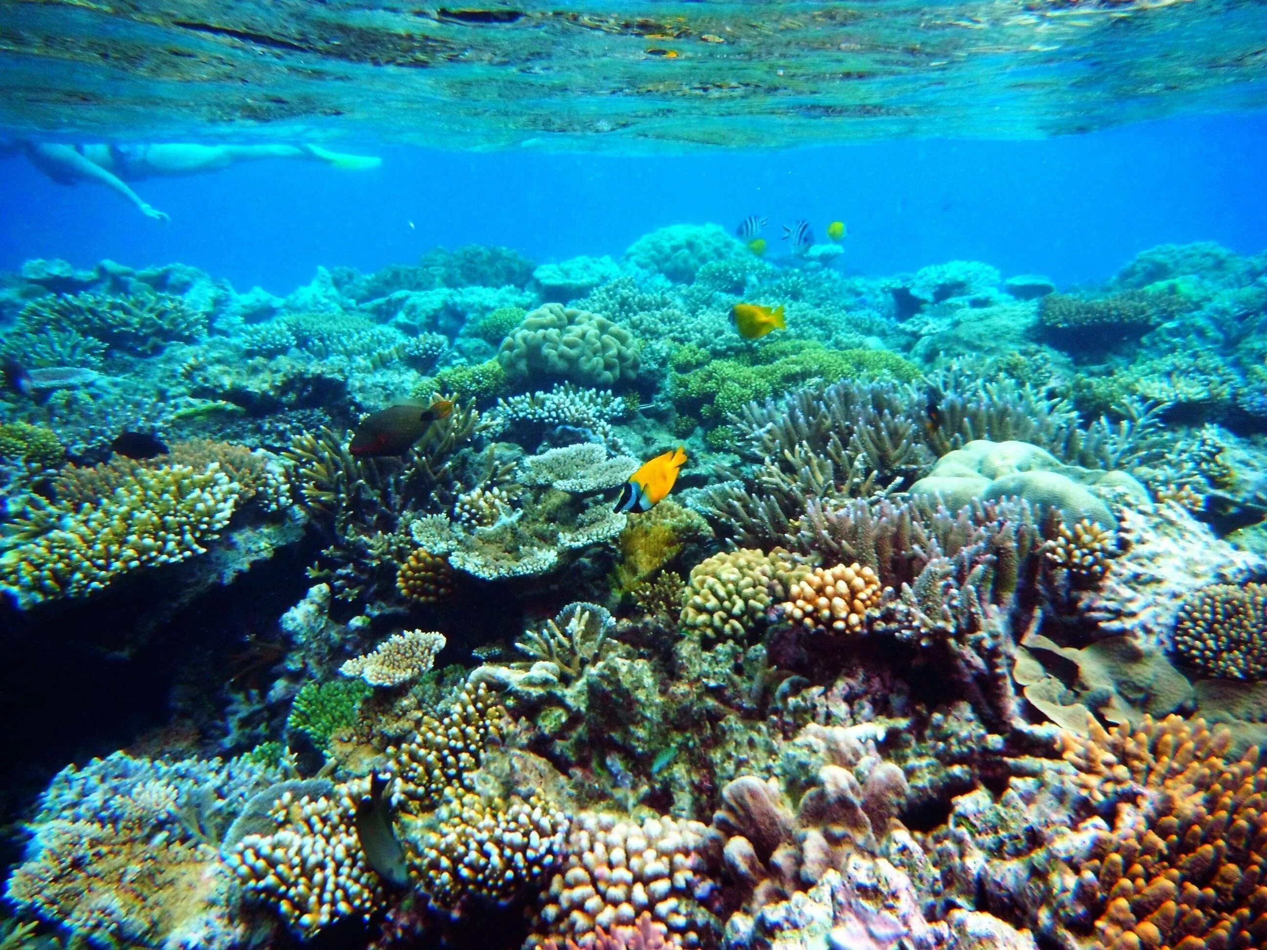 Great barrier reef corals. Барьерный риф Варадеро. Большой Барьерный риф (ББР), Австралия. Коралловые рифы Пуэрто Рико. Коралловый риф в Австралии.