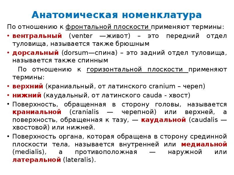 Анатомическая номенклатура. Анатомическая номенклатура человека. Международная анатомическая номенклатура и терминология. Анатомическая номенклатура плоскости. Каудальное направление