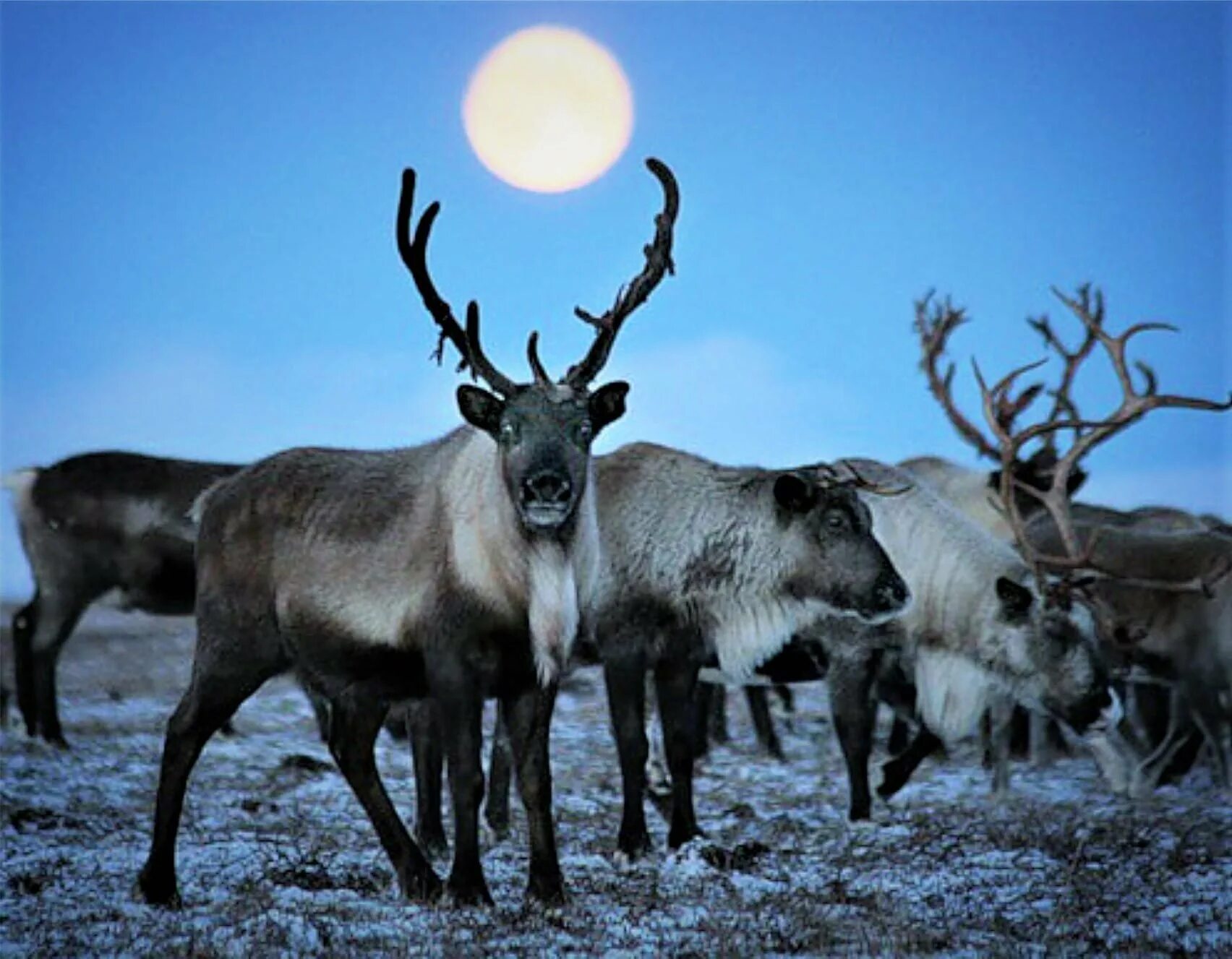 Новоземельский северный олень. Северный олень в тундре. Остров врангеля северный олень. Животный мир арктики. Оленеводство в лесотундре.