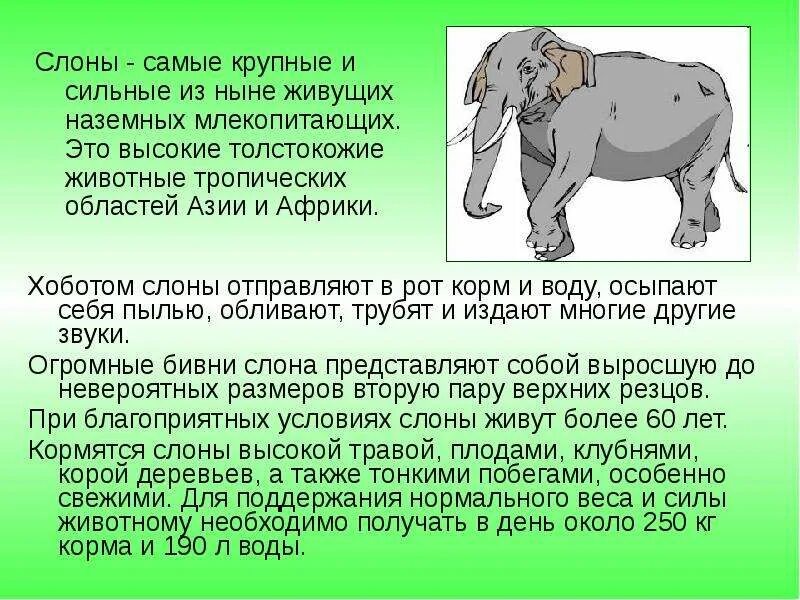 Описание слона. Слон : рассказы. Рассказать про слона. Рассказ о слонах. Пересказ рассказа кабан