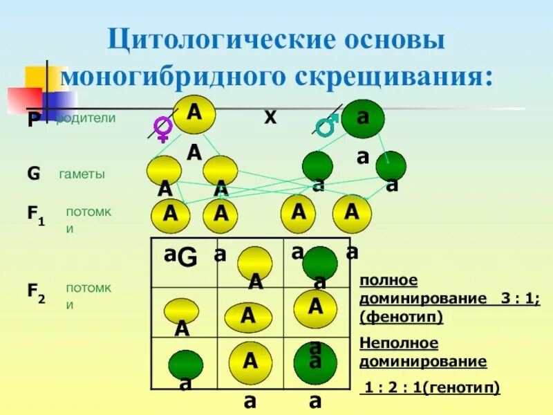 Гаметы образуемые при моногибридном скрещивании. Моногибридное скрещивание АА АА. Моногибридное скрещивание 1:1. Схема моногибридного скрещивания. Цитологические основы моногибридного скрещивания 10 класс.