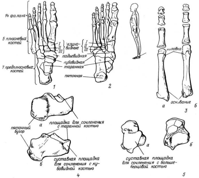 Фаланги стопы. Кости стопы предплюсна плюсна фаланги пальцев. Кости плюсны анатомия человека. Кости нижних конечностей плюсна. Скелет стопы предплюсна плюсна.