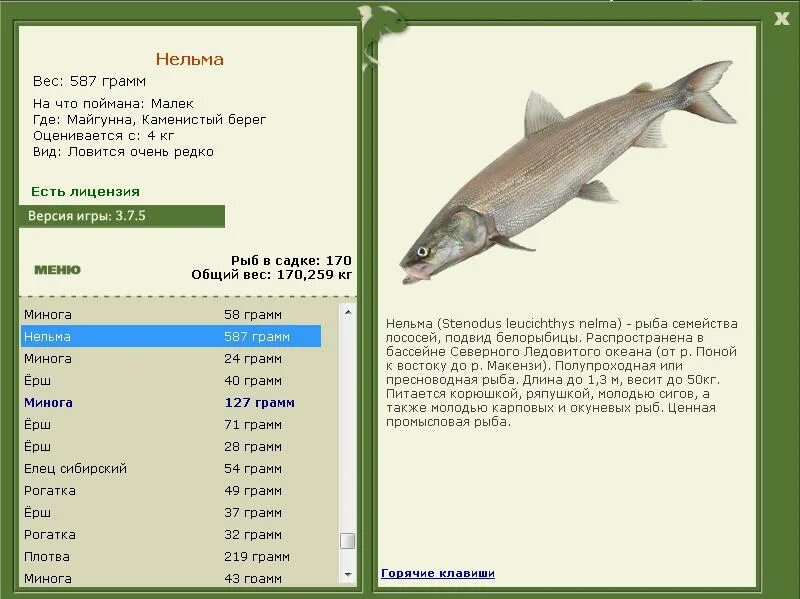 Окуневая рыба 4 буквы. Рыба Нельма размер. Нельма (Stenodus leucichthys). Промысловая длина рыбы. На что ловить НЕЛЬМУ.
