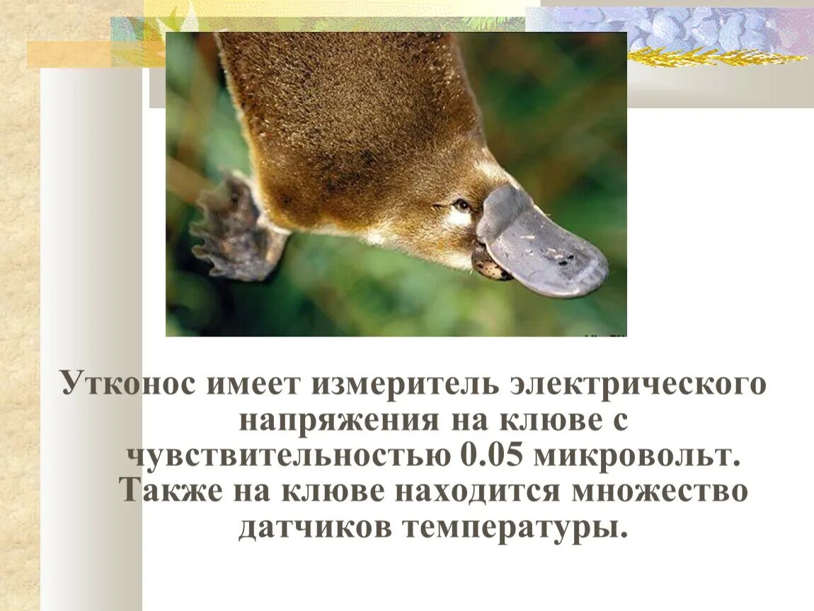 Утконос информация. Утконос. утконос животное. утконос описание. утконос обитает.