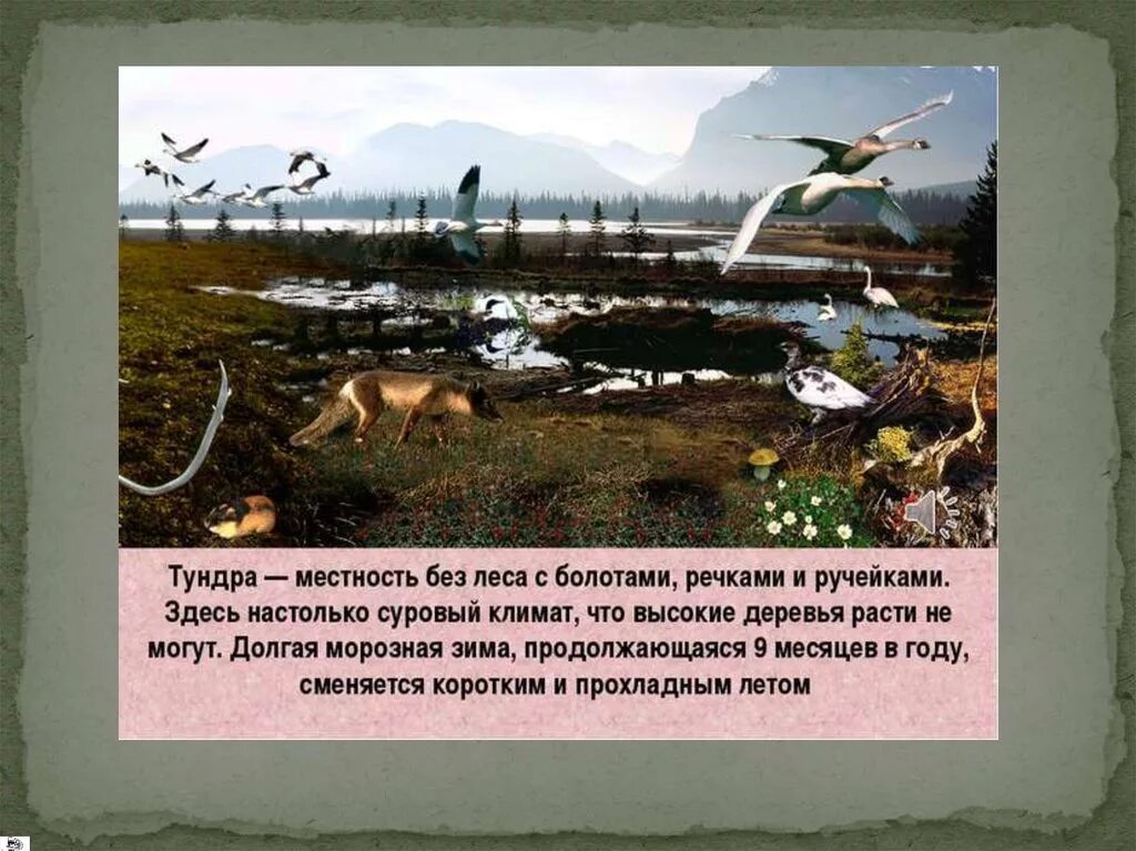 Зона тундры 4 класс. Рассказ о тундре. Сообщение о тундре. Тундра презентация. Параграф тундра