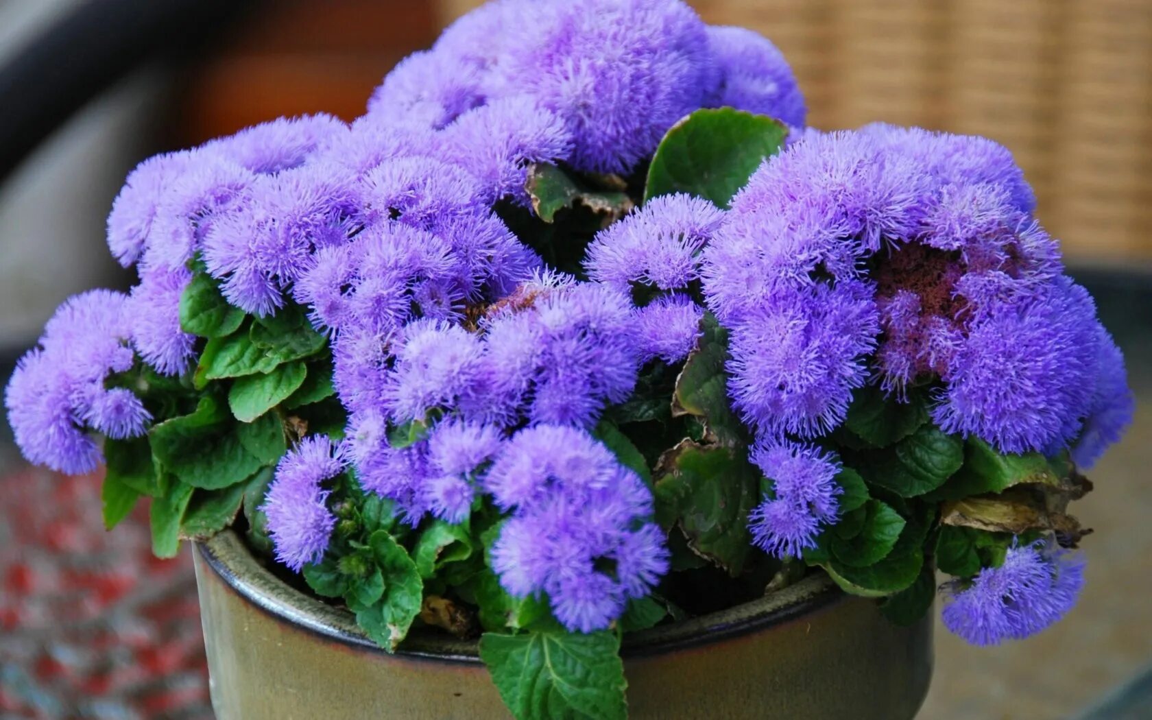 Агератум. Агератум Хоустона. Агератум сиреневый. Агератум Хоустона (Ageratum houstonianum).