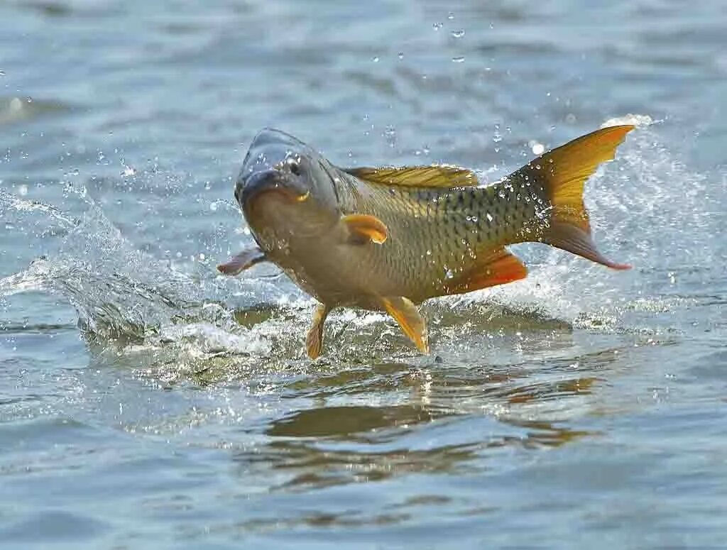 Живая рыба плывет. Сазан (Cyprinus Carpio). Карп обыкновенный – Cyprinus Carpio. Карп сазан язь. Рыба выпрыгивает из воды.